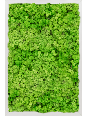 Aluminum 100% Reindeer moss (Light Grass Green)