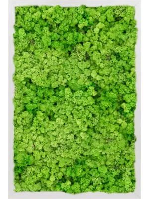 Aluminum 100% Reindeer moss (Light Grass Green)