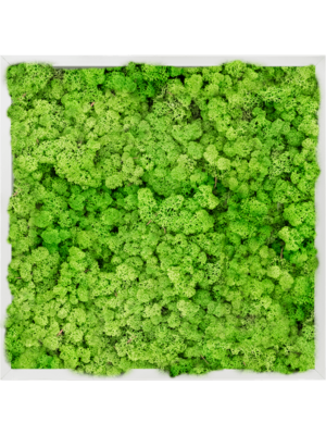 Aluminum 100% Reindeer moss (Light Grass Green)