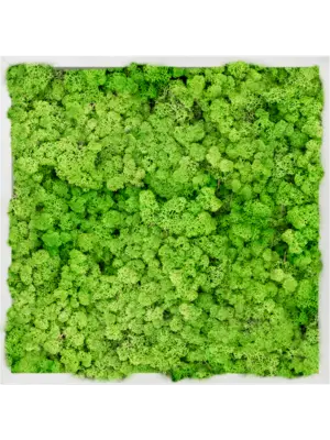 Aluminum 100% Reindeer moss (Light Grass Green)
