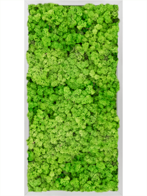 Aluminum 100% Reindeer moss (Light Grass Green)