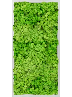 Aluminum 100% Reindeer moss (Light Grass Green)