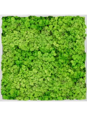 Aluminum 100% Reindeer moss (Light Grass Green)
