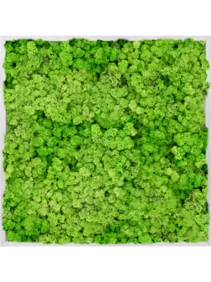Aluminum 100% Reindeer moss (Light Grass Green)