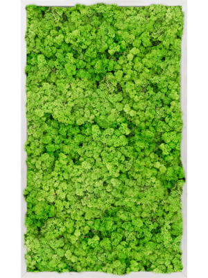 Aluminum 100% Reindeer moss (Light Grass Green)