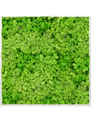 Aluminum 100% Reindeer moss (Light Grass Green)