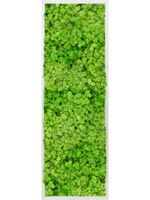 Aluminum 100% Reindeer moss (Light Grass Green)