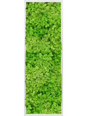 Aluminum 100% Reindeer moss (Light Grass Green)