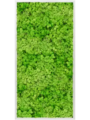 Aluminum 100% Reindeer moss (Light Grass Green)