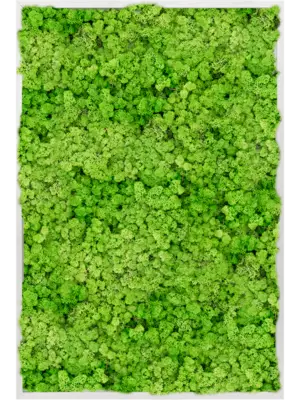 Aluminum 100% Reindeer moss (Light Grass Green)