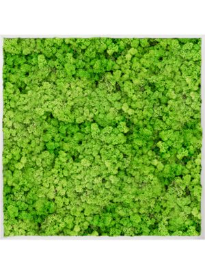 Aluminum 100% Reindeer moss (Light Grass Green)