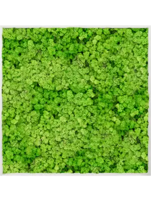 Aluminum 100% Reindeer moss (Light Grass Green)