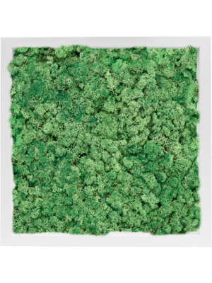 MDF RAL 9010 Satin Gloss 100% Reindeer Moss (Grass green)