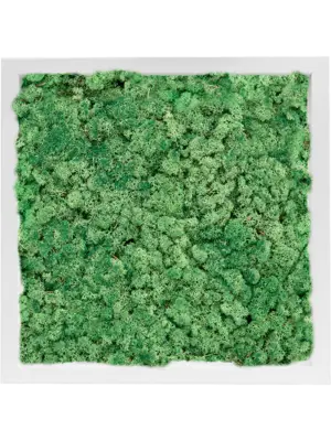MDF RAL 9010 Satin Gloss 100% Reindeer Moss (Grass green)