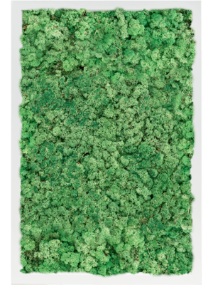 MDF RAL 9010 Satin Gloss 100% Reindeer Moss (Grass green)