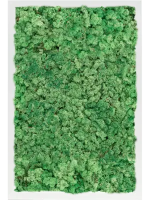 MDF RAL 9010 Satin Gloss 100% Reindeer Moss (Grass green)