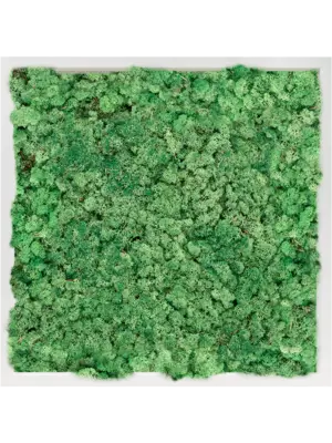 MDF RAL 9010 Satin Gloss 100% Reindeer Moss (Grass green)