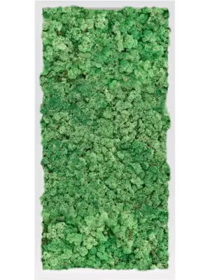 MDF RAL 9010 Satin Gloss 100% Reindeer Moss (Grass green)