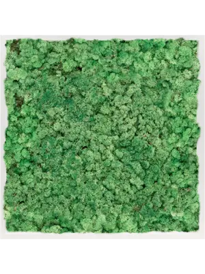 MDF RAL 9010 Satin Gloss 100% Reindeer Moss (Grass green)