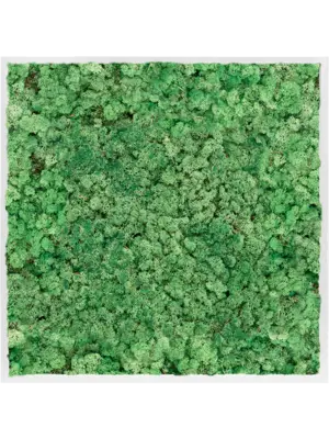 MDF RAL 9010 Satin Gloss 100% Reindeer Moss (Grass green)