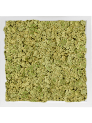 MDF RAL 9010 Satin Gloss 100% Reindeer Moss (Old Green)