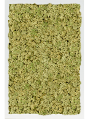 MDF RAL 9010 Satin Gloss 100% Reindeer Moss (Old Green)
