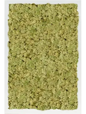 MDF RAL 9010 Satin Gloss 100% Reindeer Moss (Old Green)