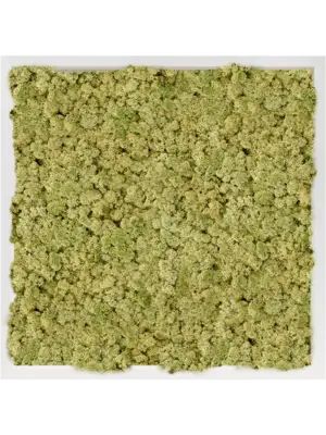 MDF RAL 9010 Satin Gloss 100% Reindeer Moss (Old Green)