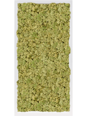MDF RAL 9010 Satin Gloss 100% Reindeer Moss (Old Green)