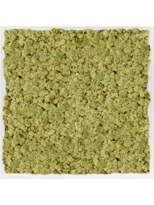 MDF RAL 9010 Satin Gloss 100% Reindeer Moss (Old Green)