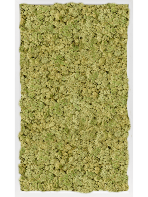 MDF RAL 9010 Satin Gloss 100% Reindeer Moss (Old Green)