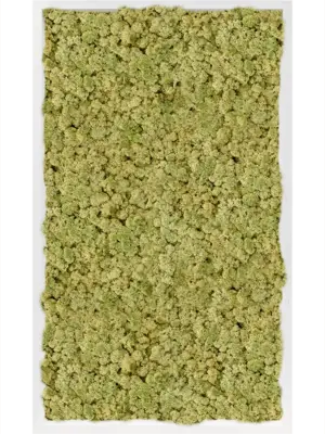 MDF RAL 9010 Satin Gloss 100% Reindeer Moss (Old Green)