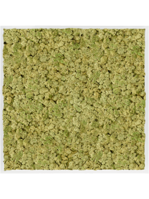 MDF RAL 9010 Satin Gloss 100% Reindeer Moss (Old Green)