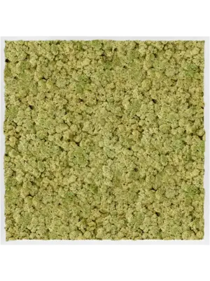MDF RAL 9010 Satin Gloss 100% Reindeer Moss (Old Green)