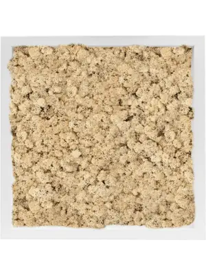 MDF RAL 9010 Satin Gloss 100% Reindeer Moss (Natural)