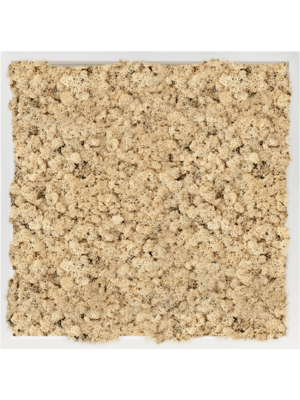 MDF RAL 9010 Satin Gloss 100% Reindeer Moss (Natural)