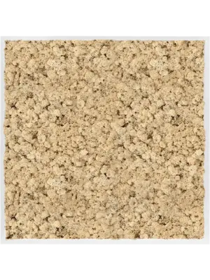 MDF RAL 9010 Satin Gloss 100% Reindeer Moss (Natural)