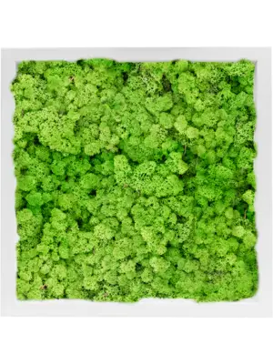 MDF RAL 9010 Satin Gloss 100% Reindeer Moss (Light Grass Green)