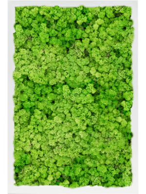 MDF RAL 9010 Satin Gloss 100% Reindeer Moss (Light Grass Green)
