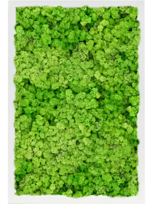 MDF RAL 9010 Satin Gloss 100% Reindeer Moss (Light Grass Green)