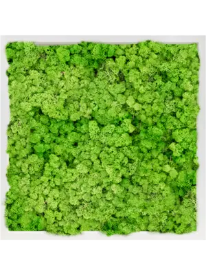 MDF RAL 9010 Satin Gloss 100% Reindeer Moss (Light Grass Green)