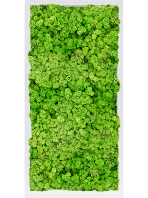 MDF RAL 9010 Satin Gloss 100% Reindeer Moss (Light Grass Green)