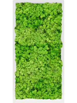 MDF RAL 9010 Satin Gloss 100% Reindeer Moss (Light Grass Green)