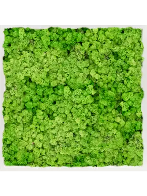 MDF RAL 9010 Satin Gloss 100% Reindeer Moss (Light Grass Green)