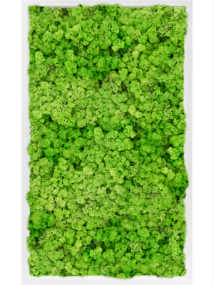 MDF RAL 9010 Satin Gloss 100% Reindeer Moss (Light Grass Green)