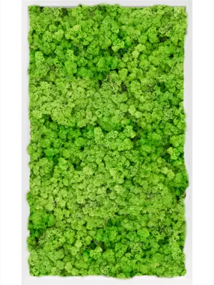 MDF RAL 9010 Satin Gloss 100% Reindeer Moss (Light Grass Green)
