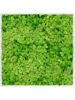 MDF RAL 9010 Satin Gloss 100% Reindeer Moss (Light Grass Green)