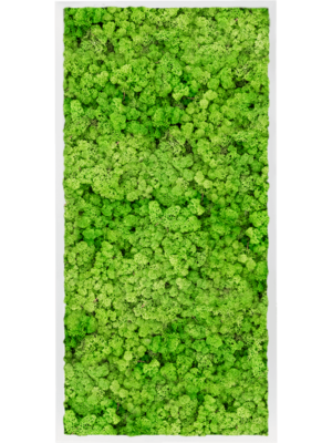 MDF RAL 9010 Satin Gloss 100% Reindeer Moss (Light Grass Green)