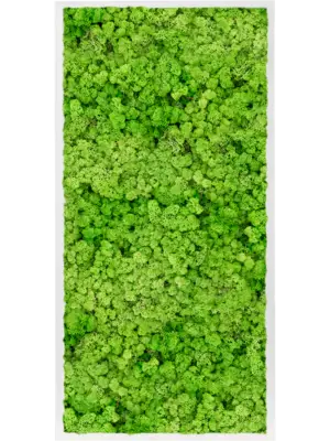 MDF RAL 9010 Satin Gloss 100% Reindeer Moss (Light Grass Green)