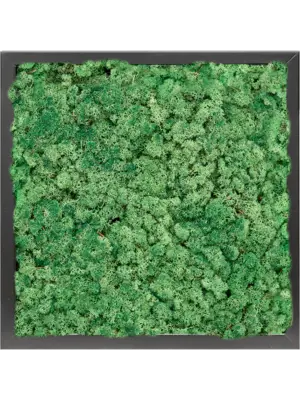 MDF RAL 9005 Satin Gloss 100% Reindeer moss (Grass Green)